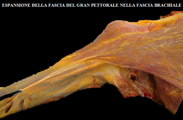 sistema fasciale
